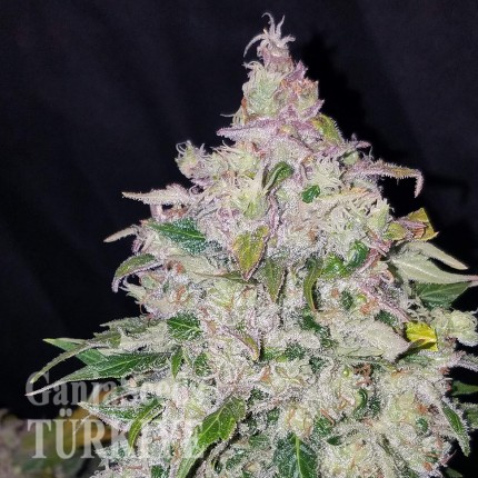 Auto Fast Bud feminised Ganja Seeds