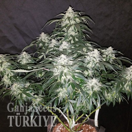 Auto Fast Bud feminised Ganja Seeds