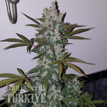 Auto Fast Bud feminised Ganja Seeds
