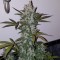 Ankara’da  Auto Fast Bud feminised Ganja Seeds kenevir tohumu