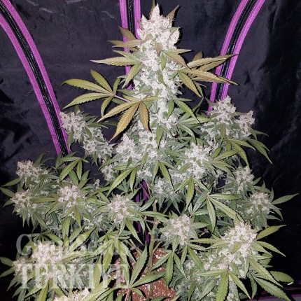 Auto Fast Bud feminised Ganja Seeds