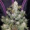 İzmir’de  Auto Fast Bud feminised Ganja Seeds kenevir tohumu