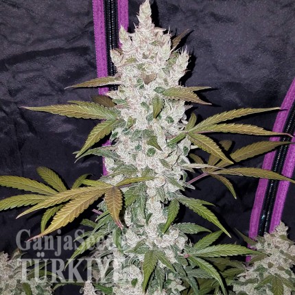 Auto Fast Bud feminised Ganja Seeds
