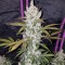 Antalya’da  Auto Fast Bud feminised Ganja Seeds kenevir tohumu