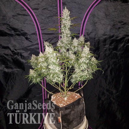 Auto Fast Bud feminised Ganja Seeds