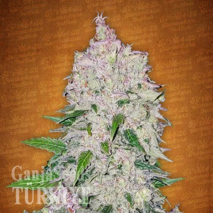 Auto Fast Bud feminised Ganja Seeds