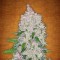 Fethiye’de  Auto Fast Bud feminised Ganja Seeds kenevir tohumu