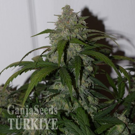 Auto Fast Bud feminised Ganja Seeds