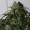 Bursa’da  Auto Fast Bud feminised Ganja Seeds kenevir tohumu