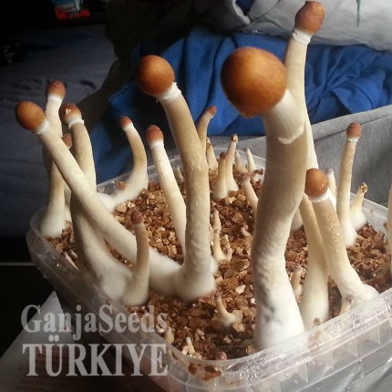 Bursa'da B+ psilosibin mantar baskıları B+