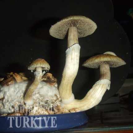 B+ psilosibin mantar baskıları B+