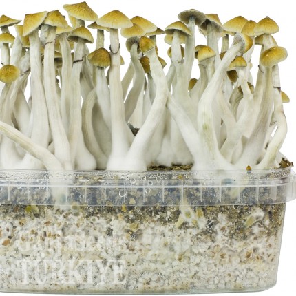 B+ psilosibin mantarlarının spor baskıları B+