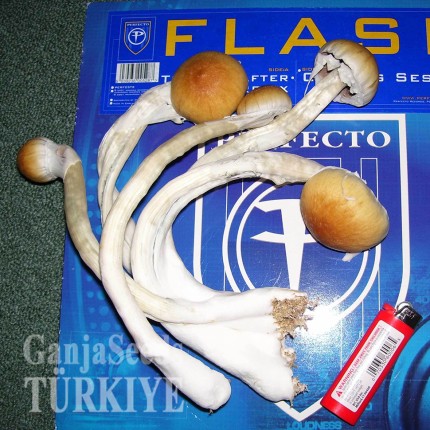 B+ spor baskısı B+