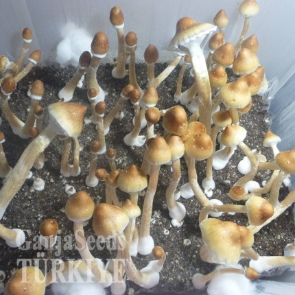 B+ spor süspansiyonu B+