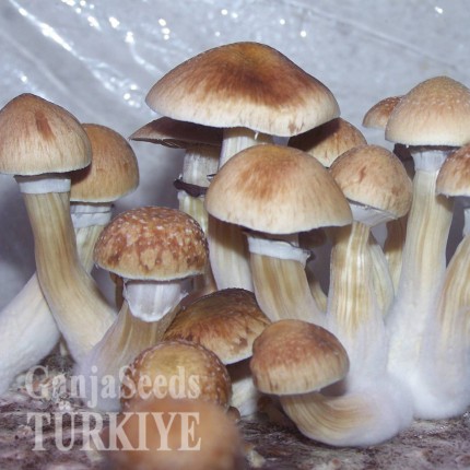 Ucuz B+psilosibin mantar sporları B+