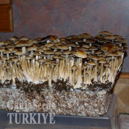 Türkiye'de online B+ psilosibin mantar baskıları B+