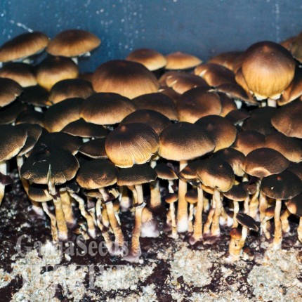 Türkiye'de eve teslim Brasil psilosibin mantar baskıları Brasil