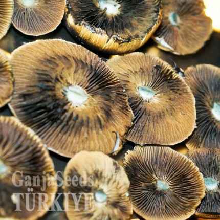 İstanbul'da Brasil psilosibin mantar baskıları Brasil