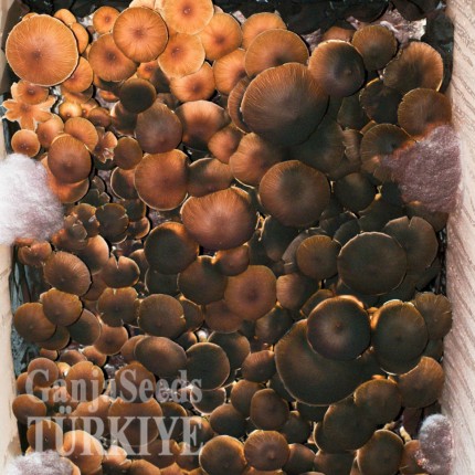 Ankara'da Brasil psilosibin mantar baskıları Brasil