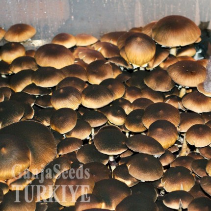 İzmir'de Brasil psilosibin mantar baskıları Brasil