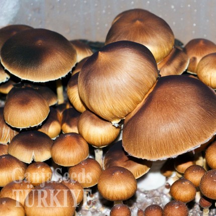 Bodrum'da Brasil psilosibin mantar baskıları Brasil