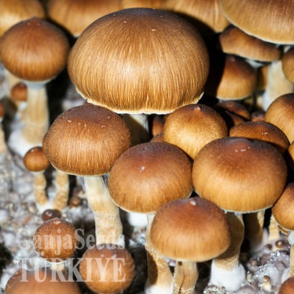 Bursa'da Brasil psilosibin mantar baskıları Brasil