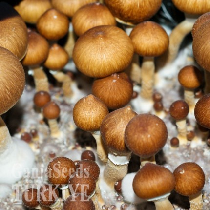 Brasil psilosibin mantar baskıları Brasil