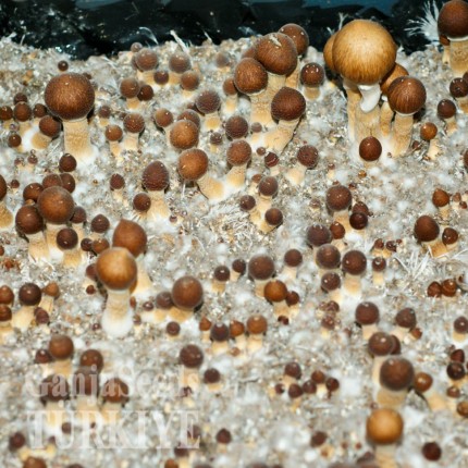 Brasil miselyum Brasil