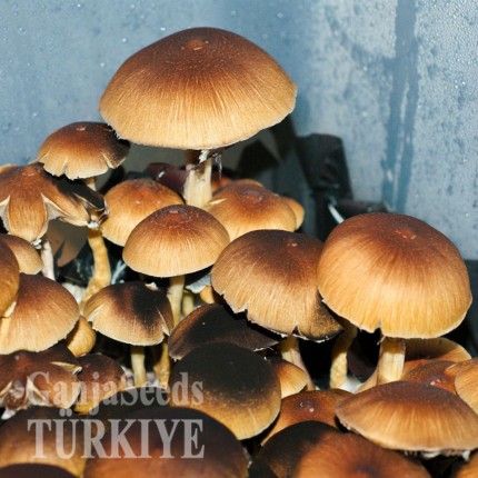 Ucuz Brasil psilosibin mantar sporları Brasil