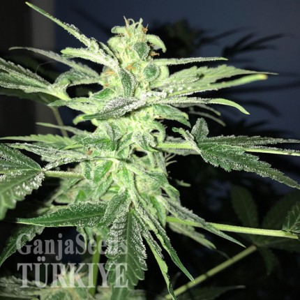 Auto Lowryder feminised Ganja Seeds