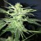 Adana’da  Auto Lowryder feminised Ganja Seeds kenevir tohumu
