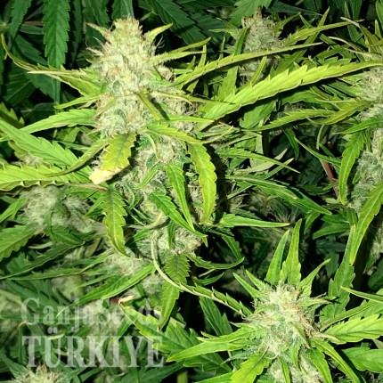Auto Lowryder feminised Ganja Seeds