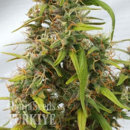 Auto Lowryder feminised Ganja Seeds