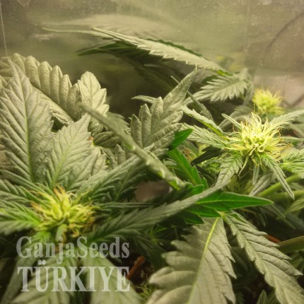 Auto Lowryder feminised Ganja Seeds