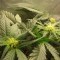 Denizli’de  Auto Lowryder feminised Ganja Seeds kenevir tohumu