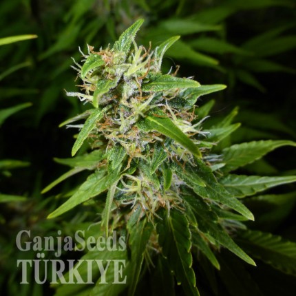 Auto Lowryder feminised Ganja Seeds