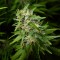 Hatay’da  Auto Lowryder feminised Ganja Seeds kenevir tohumu