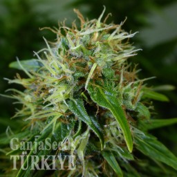 Auto Lowryder feminised Ganja Seeds