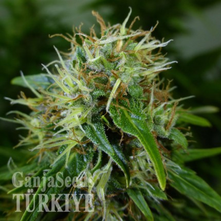 Auto Lowryder feminised Ganja Seeds