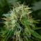 Bursa’da  Auto Lowryder feminised Ganja Seeds kenevir tohumu