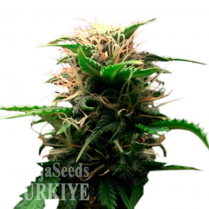 Auto Lowryder feminised Ganja Seeds