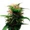 Isparta’da  Auto Lowryder feminised Ganja Seeds kenevir tohumu