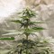 Mardin’de  Auto Lowryder feminised Ganja Seeds kenevir tohumu