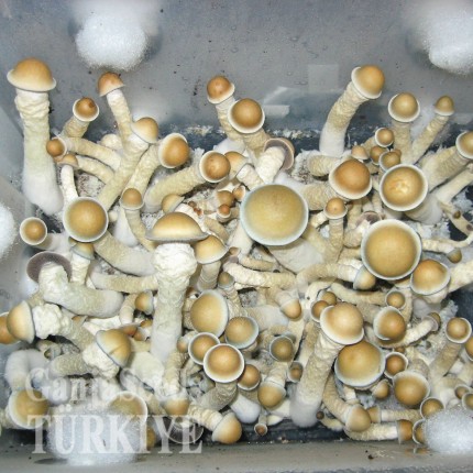 Antalya'da Ecuador psilosibin mantar baskıları Ecuador