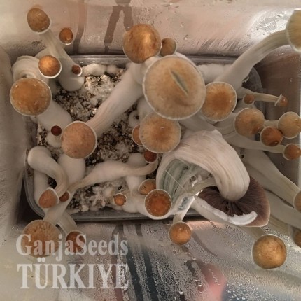 Bodrum'da Ecuador psilosibin mantar baskıları Ecuador