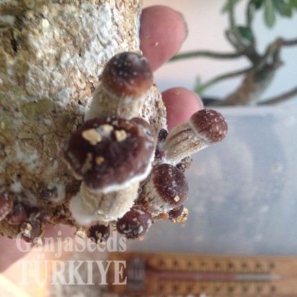 Bursa'da Ecuador psilosibin mantar baskıları Ecuador