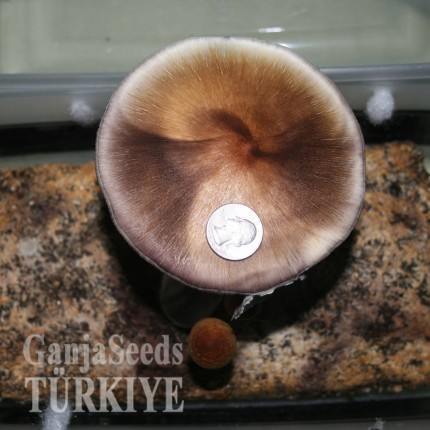 Ecuador psilosibin mantarlarının spor baskıları Ecuador