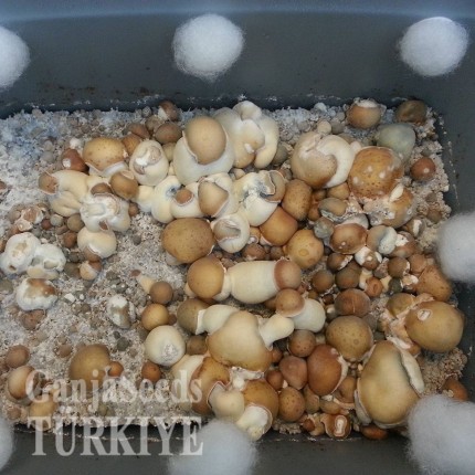 Ecuador spor baskısı Ecuador