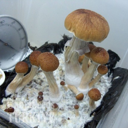 Ecuador miselyum Ecuador