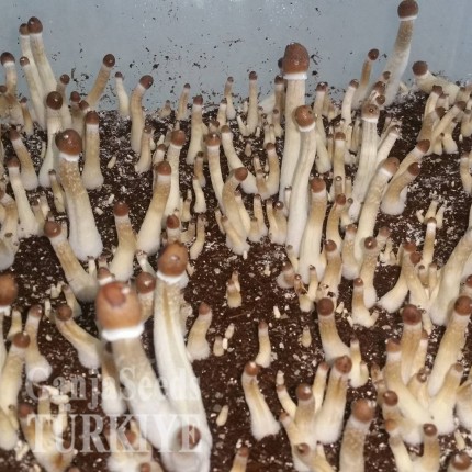 Ucuz F+ psilosibin mantar sporları F+